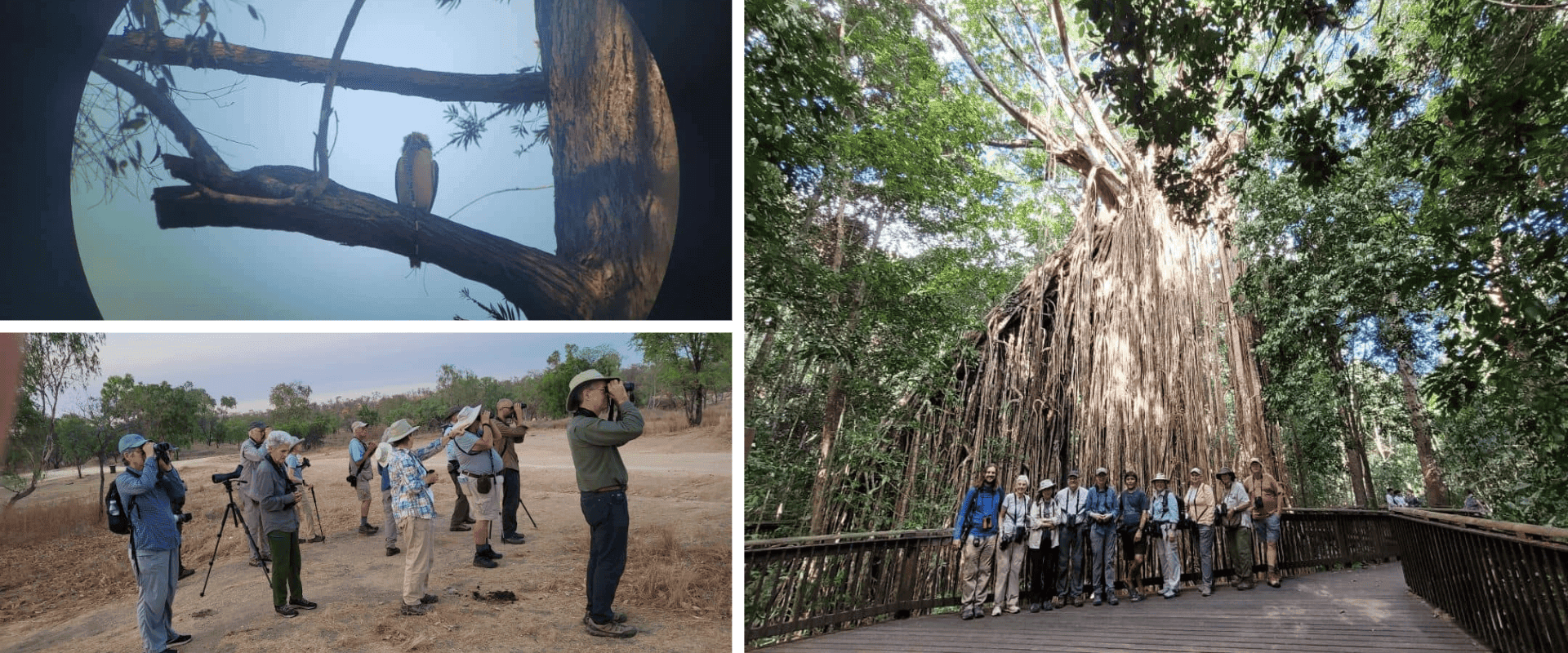 Birding group at Curtain Fig tree