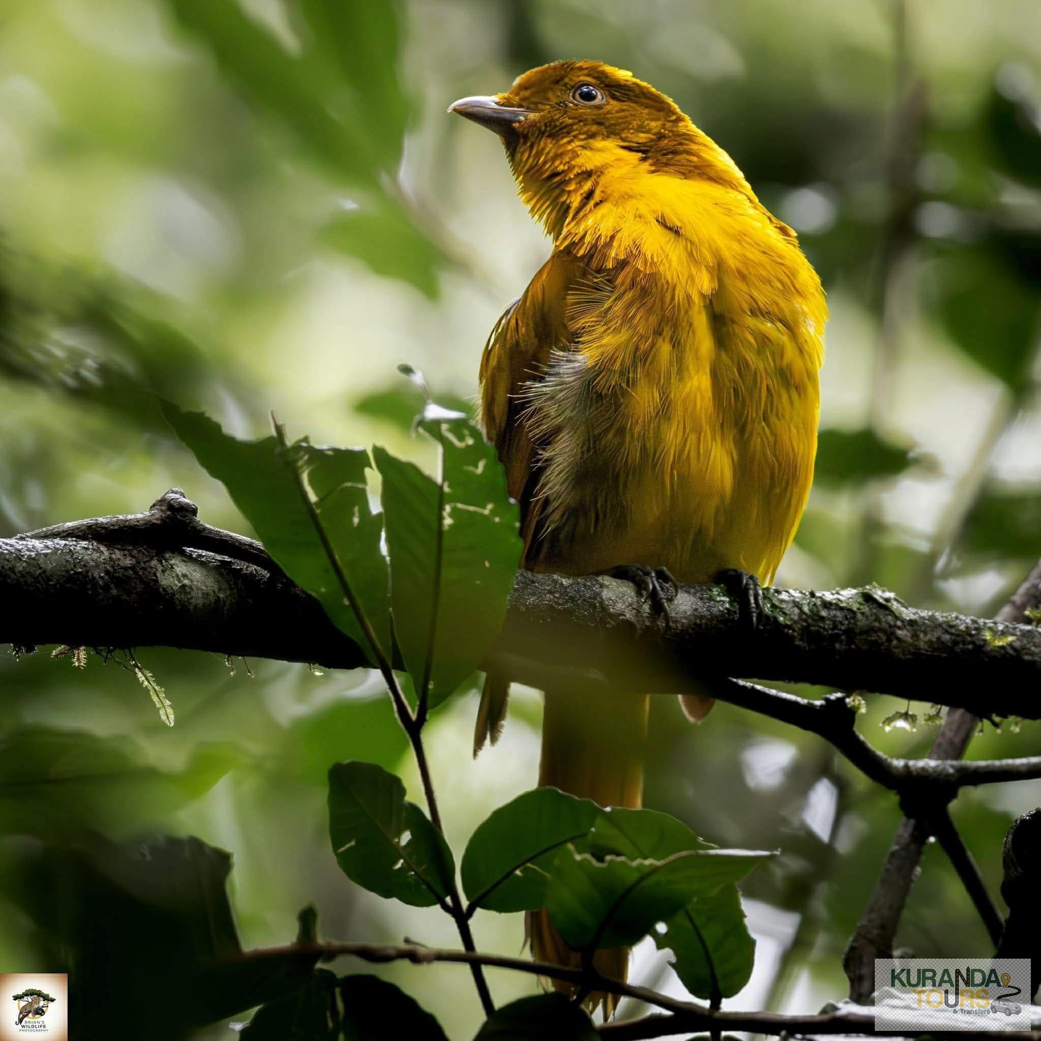 We've Been Awarded Tourism Funding to Launch Our Premium Birding Expeditions